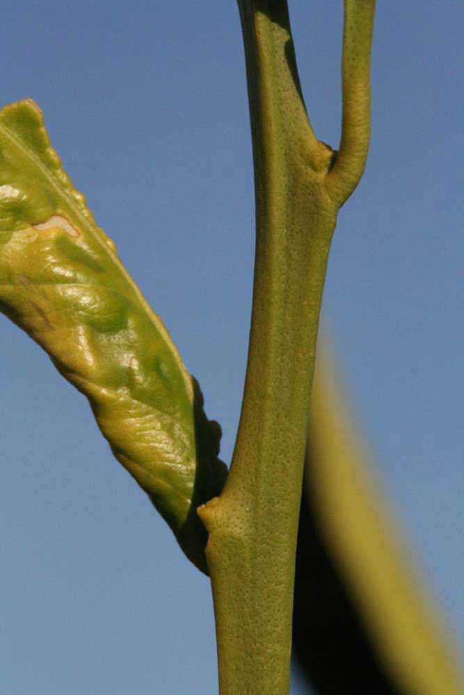              First year twig (Riverside, CA)       